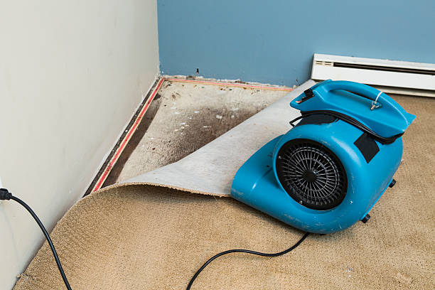 Best Mold removal after water damage  in Dentsville, SC
